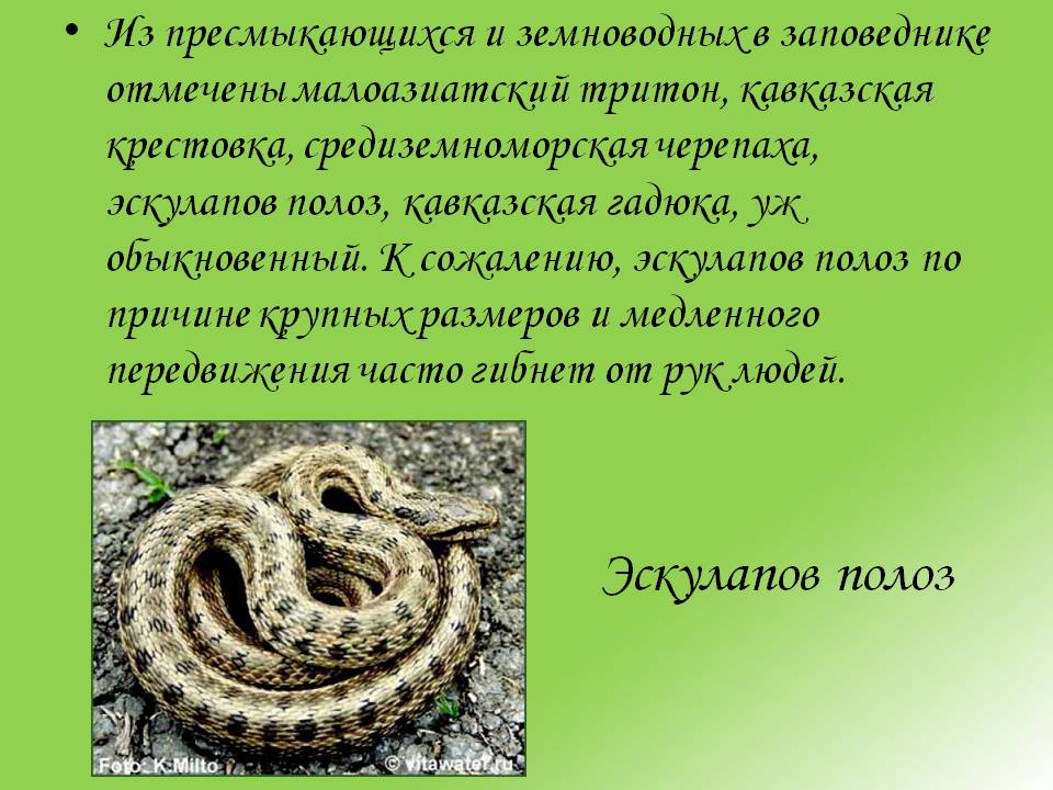 Эскулапов полоз