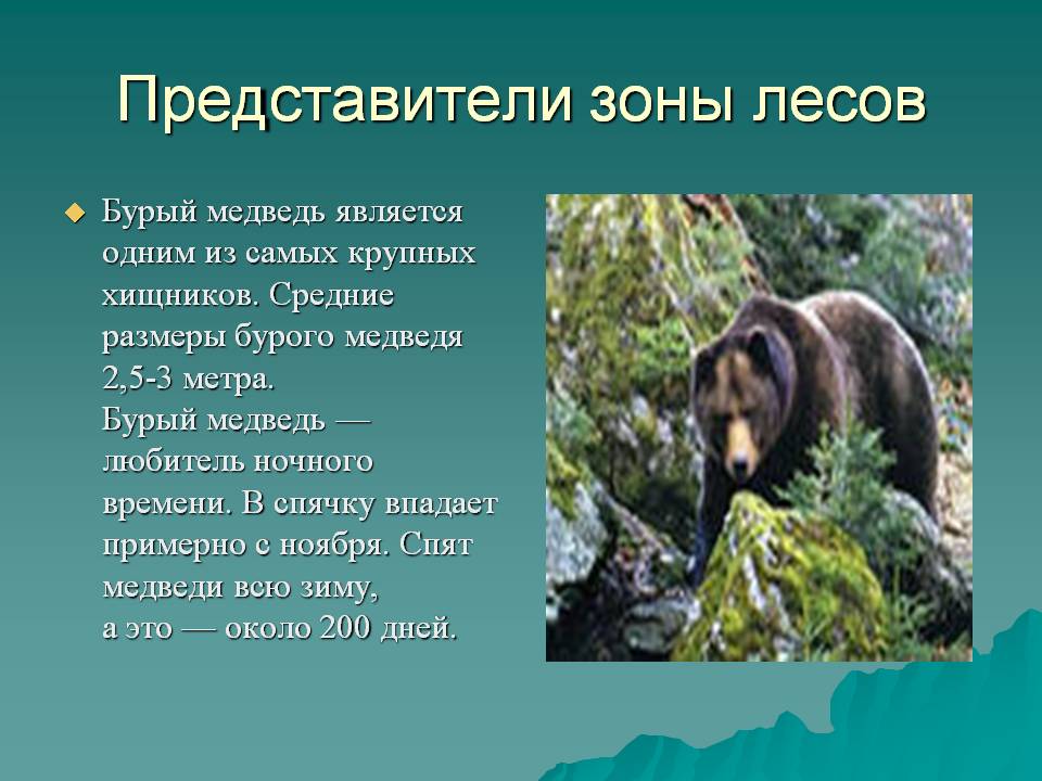 Представители зоны лесов