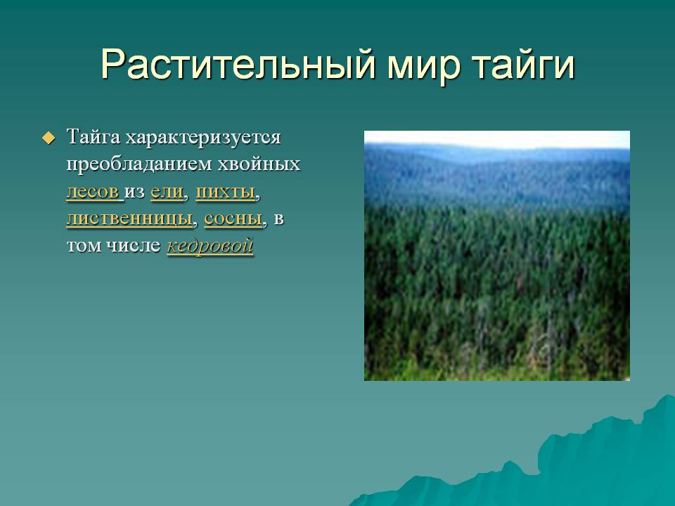 Растительный мир тайги