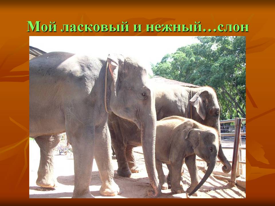 Мой ласковый и нежный…слон