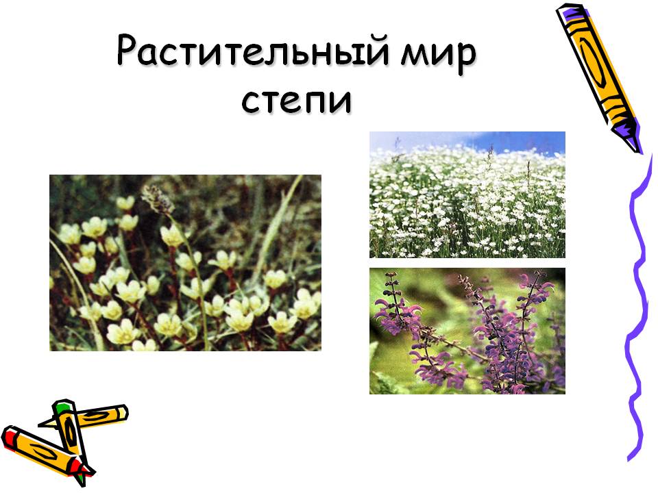 Растительный мир степи