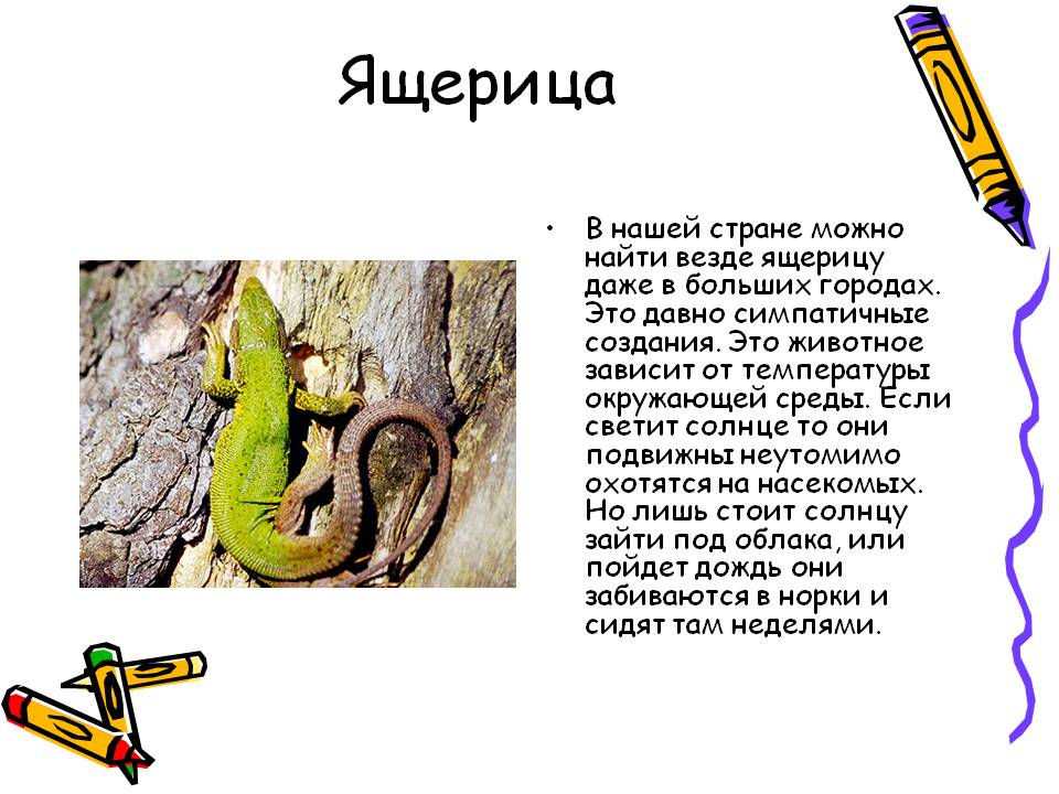 Ящерица