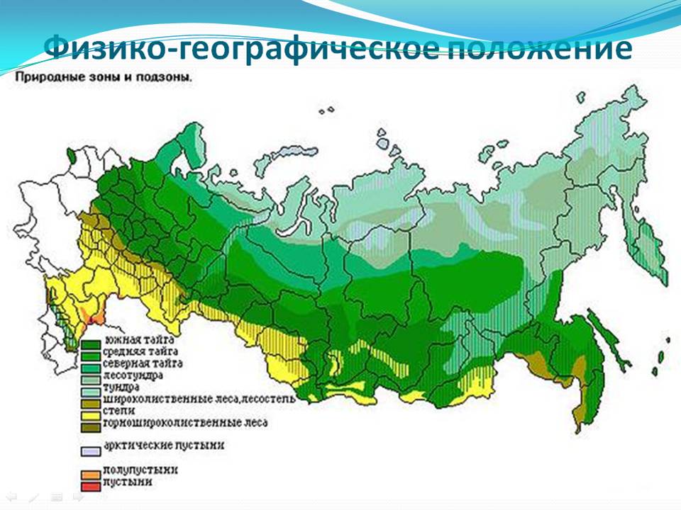 Тундра 8 класс