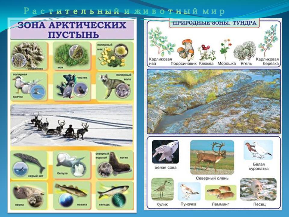 Тундра 8 класс