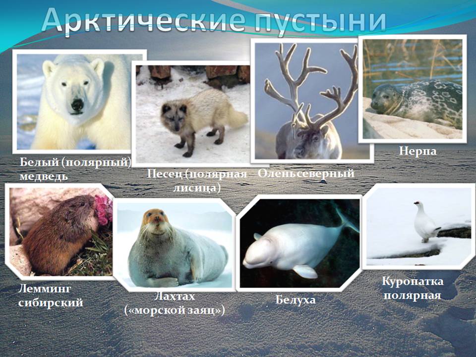 Тундра 8 класс