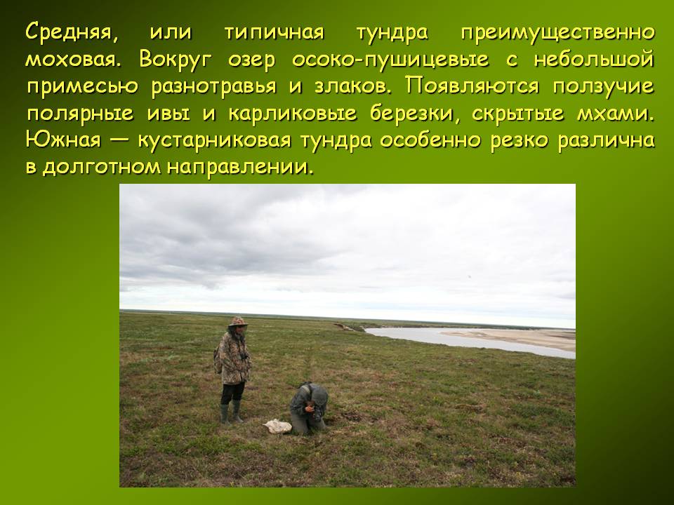 Средняя, или типичная тундра преимущественно моховая