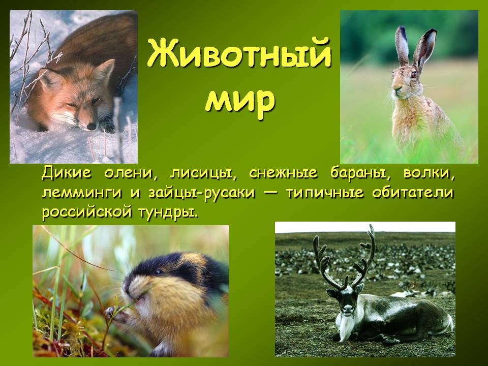 Животный мир