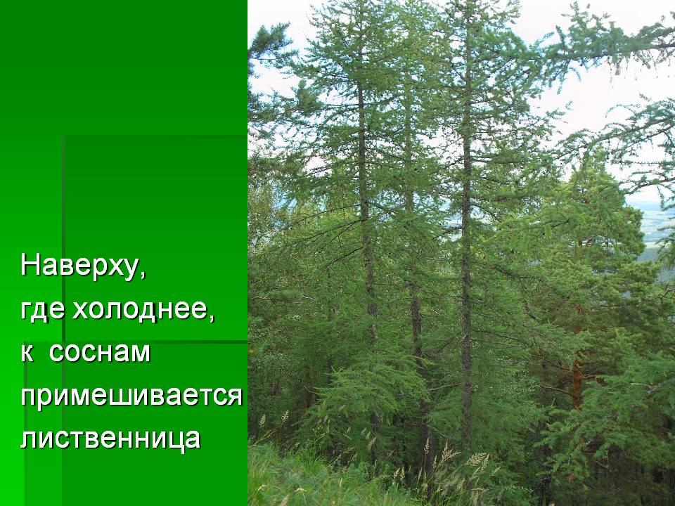 Наверху, где холоднее, к соснам примешивается лиственница