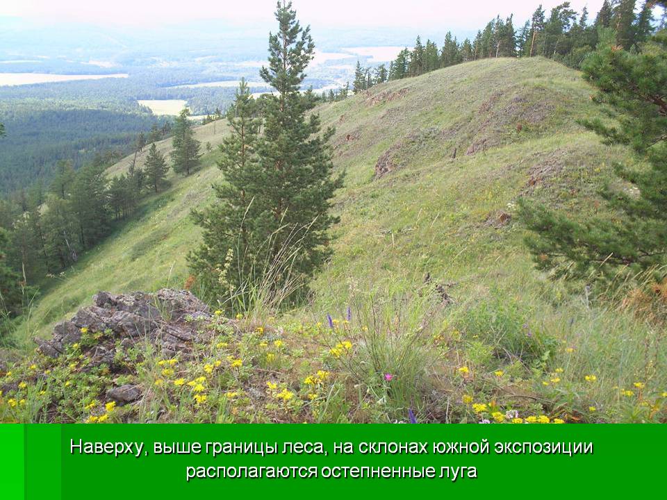 Остепненные луга