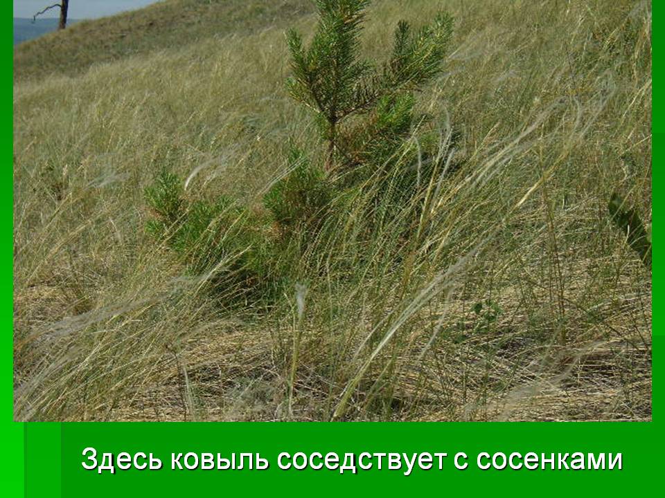 Ковыль соседствует с сосенками