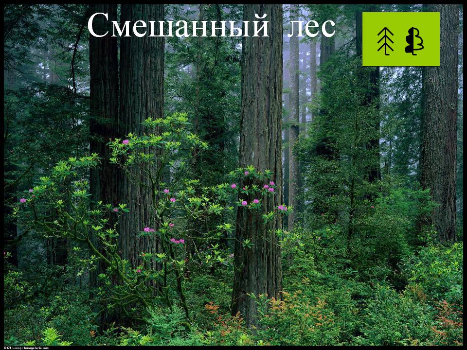 Условные знаки