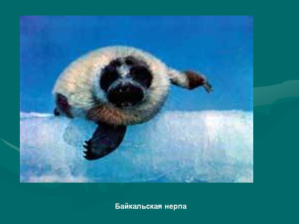 Байкальская нерпа