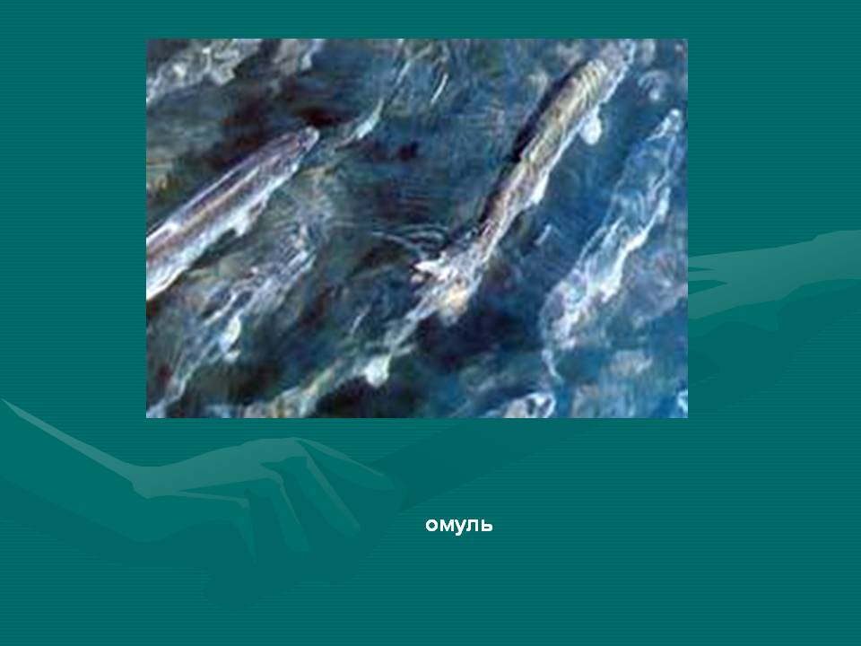 Омуль