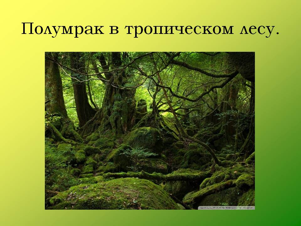 Полумрак в тропическом лесу