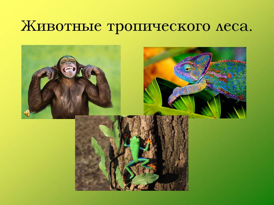 Животные тропического леса