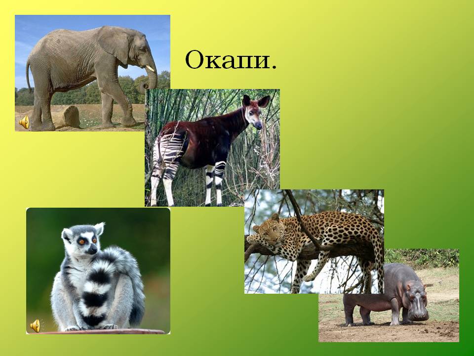 Окапи