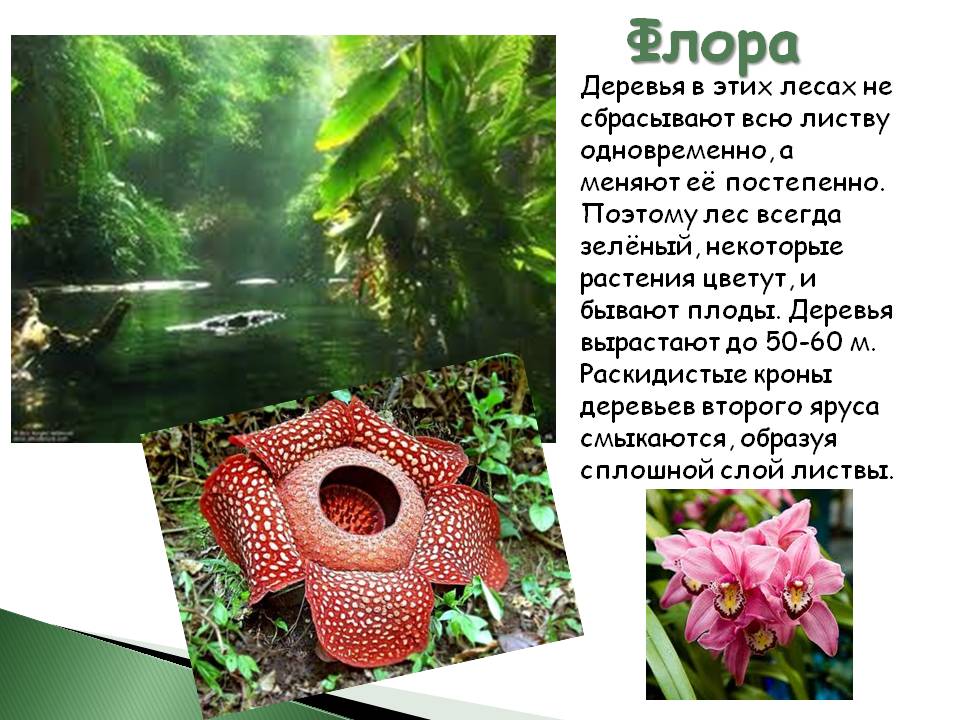Флора