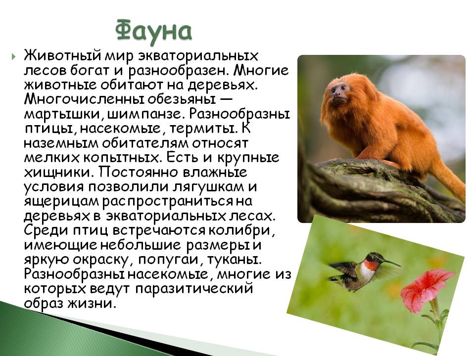 Фауна
