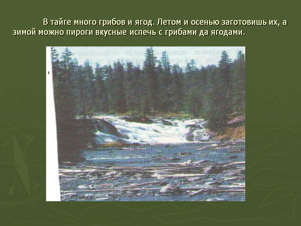 В тайге много грибов и ягод