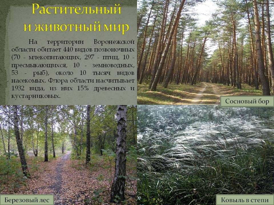 Растительный и животный мир