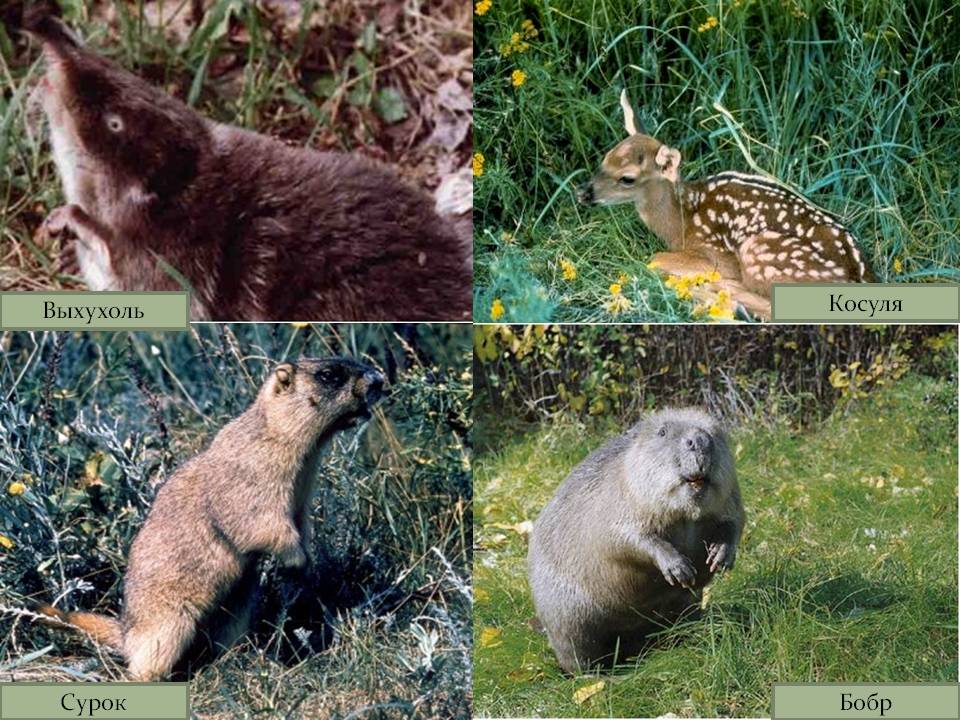 Косуля