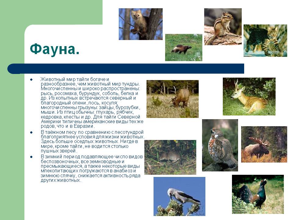 Фауна