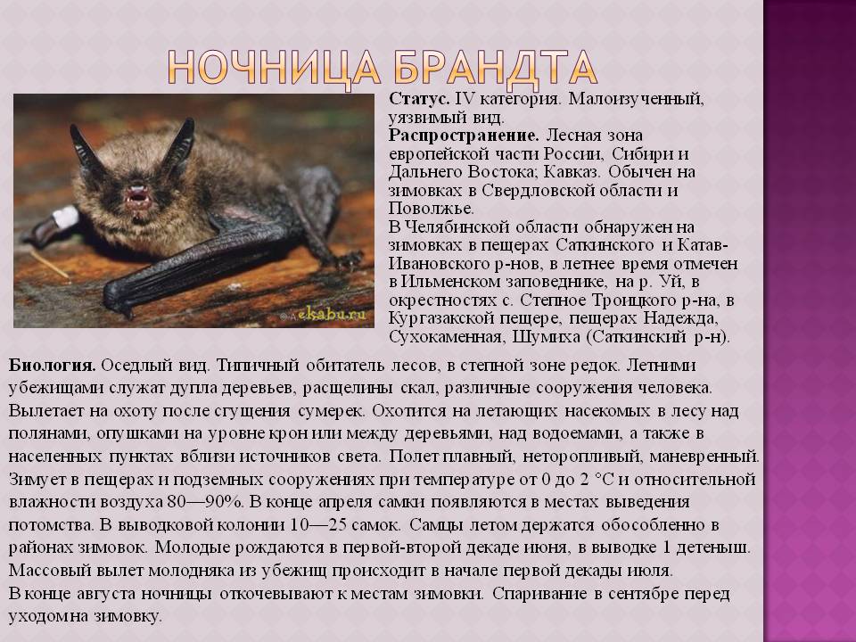 Ночница Брандта