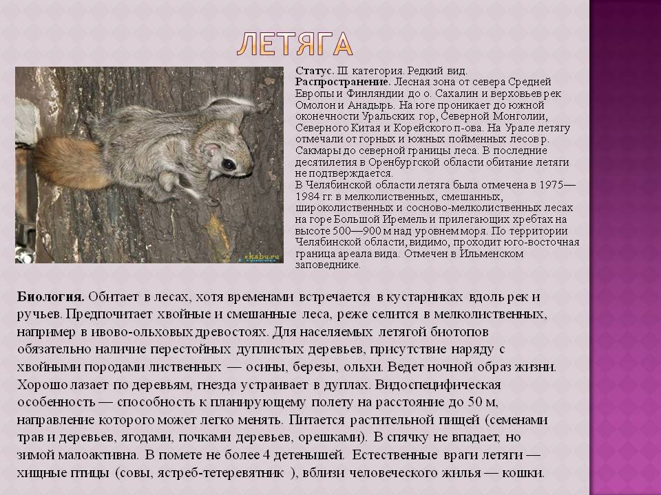 Летяга