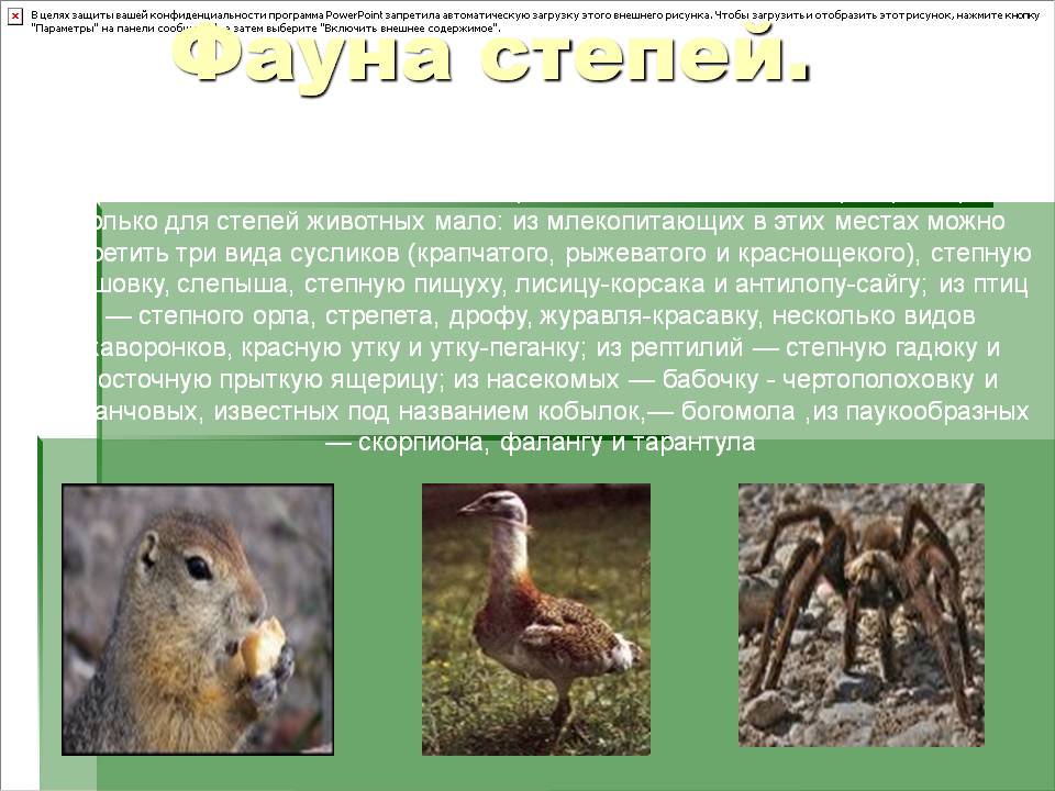 Фауна степей