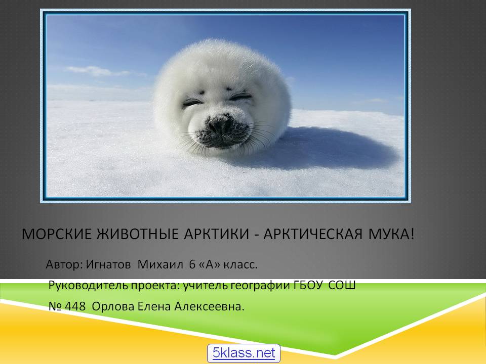 Морские животные Арктики - арктическая мука