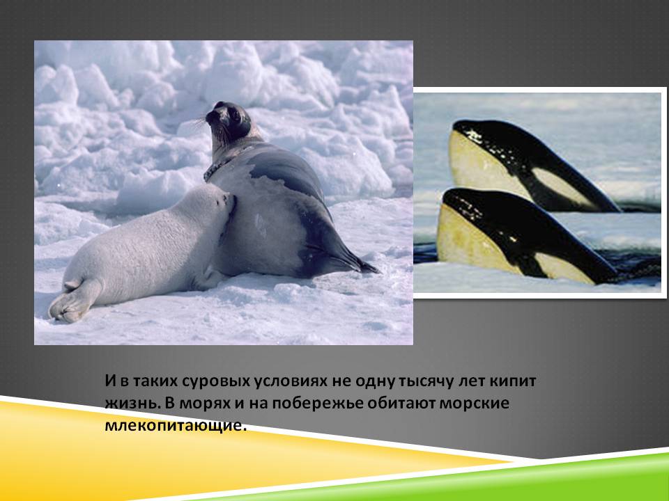 В таких суровых условиях не одну тысячу лет кипит жизнь
