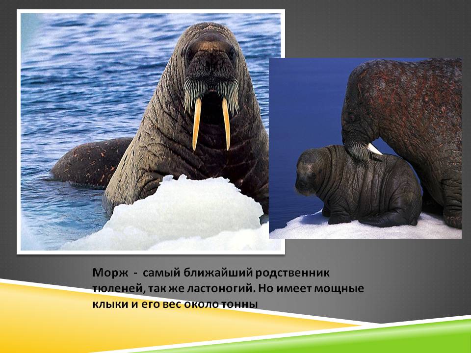 Морж - самый ближайший родственник тюленей, так же ластоногий