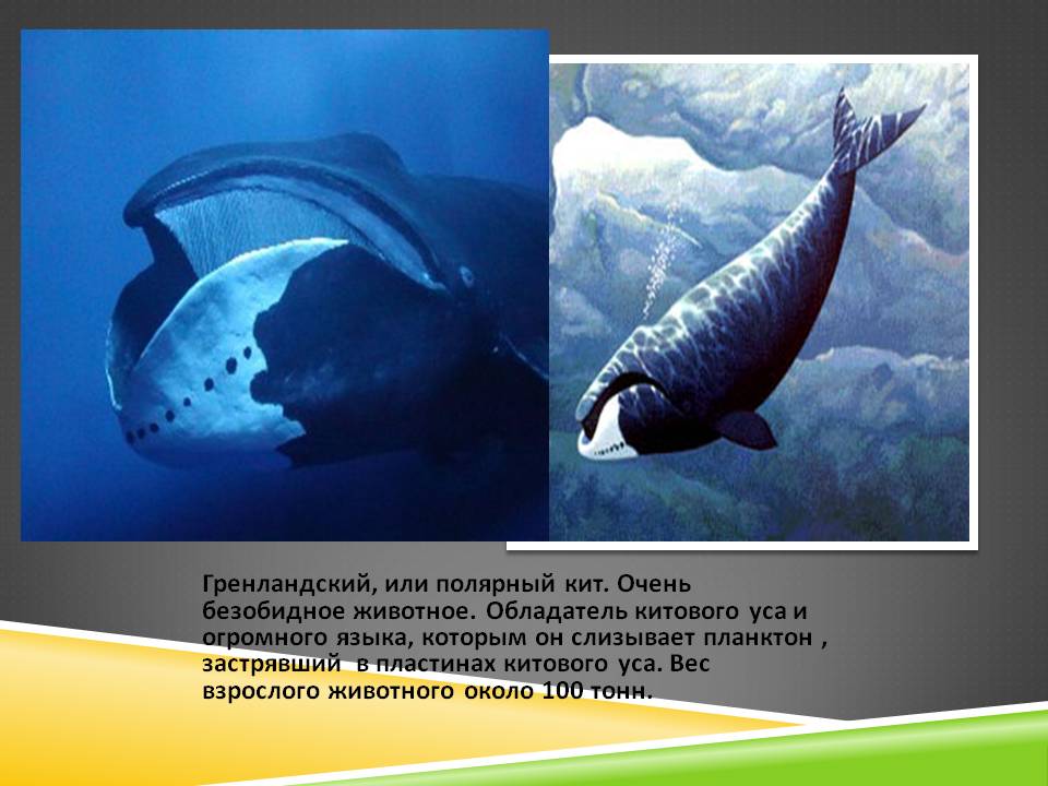 Гренландский, или полярный кит