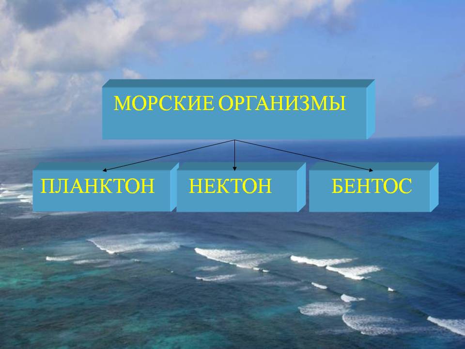 Живые организмы в Мировом океане