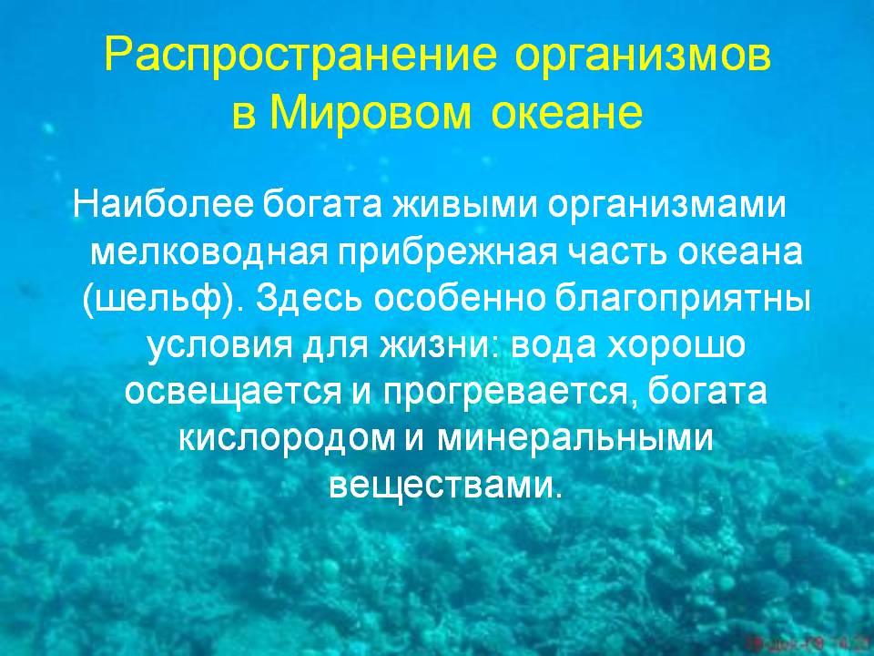 Распространение организмов в Мировом океане