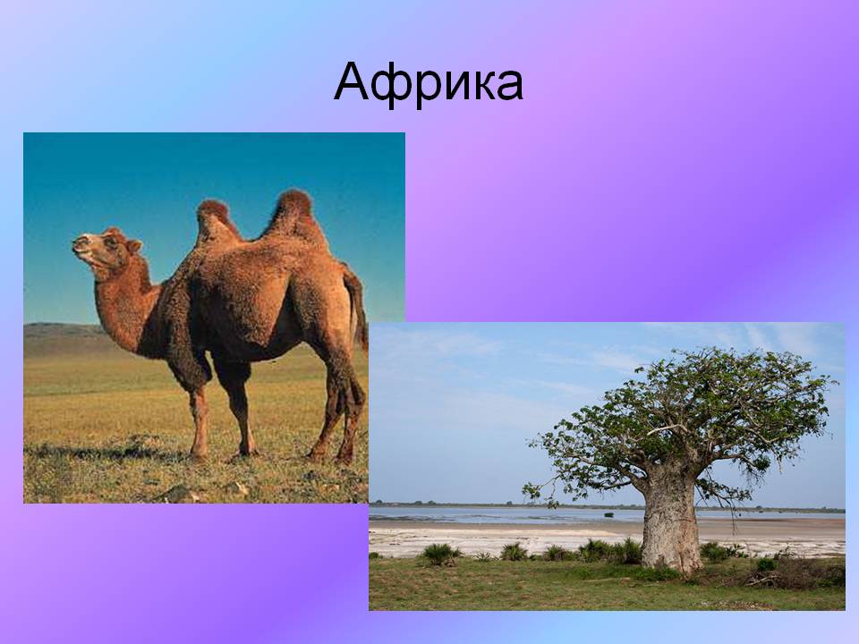 Африка