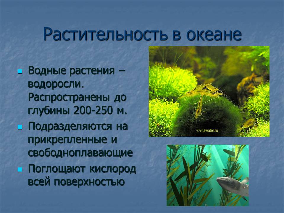 Растительность в океане