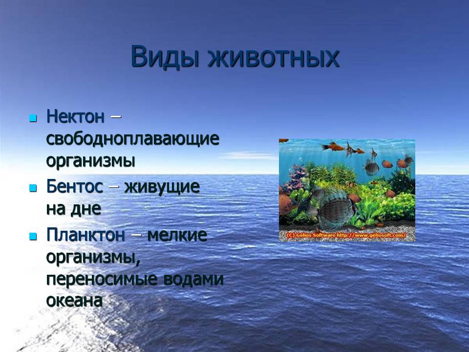 Виды животных
