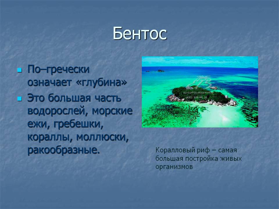 Бентос