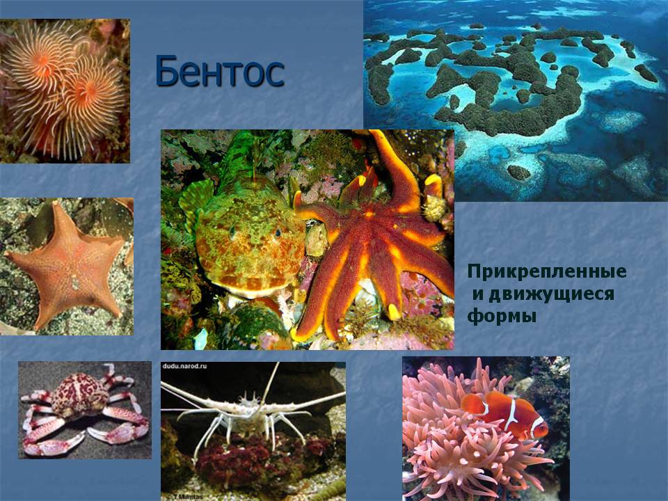 Прикрепленные и движущиеся формы