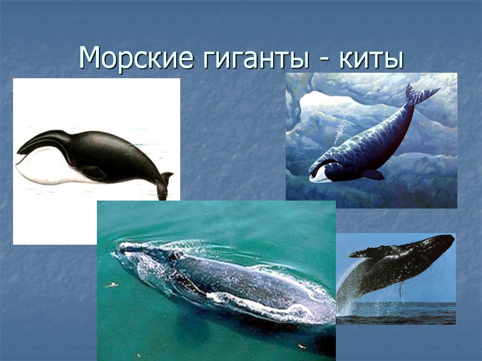 Киты