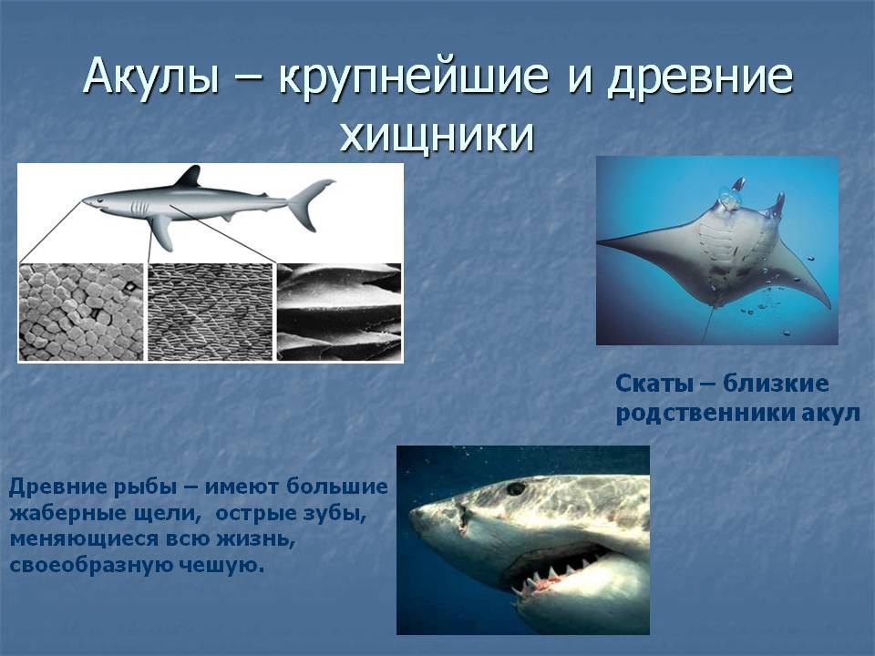 Акулы