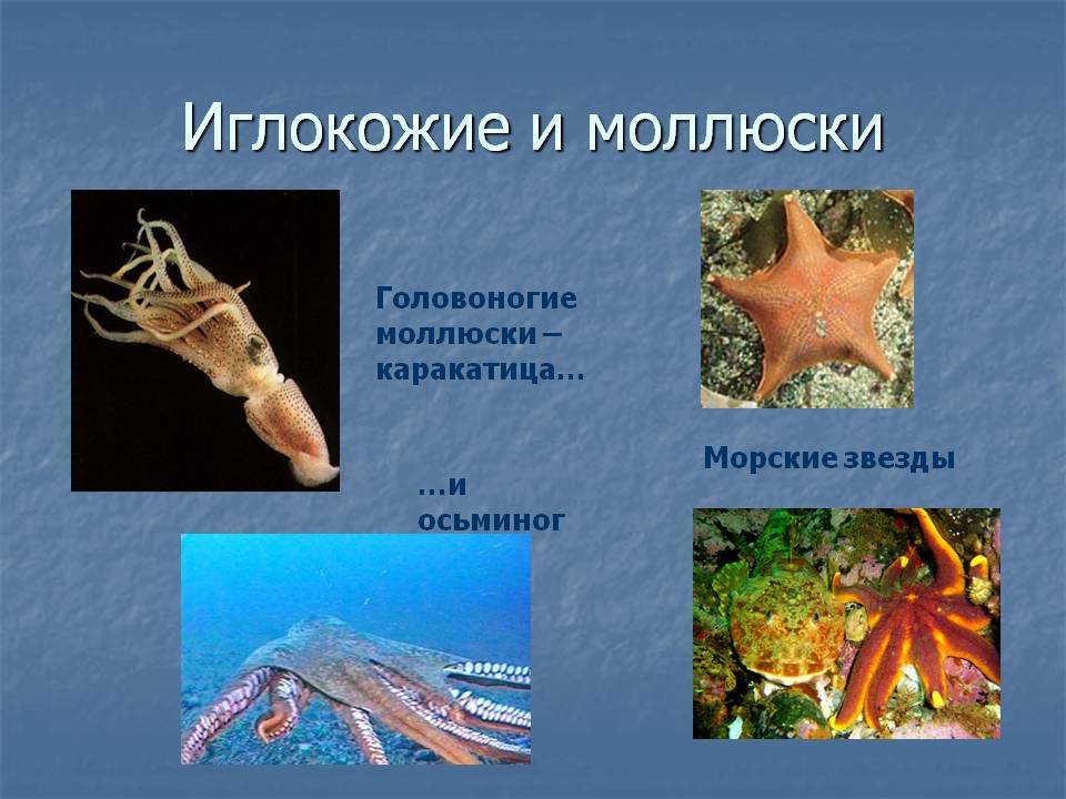 Иглокожие и моллюски