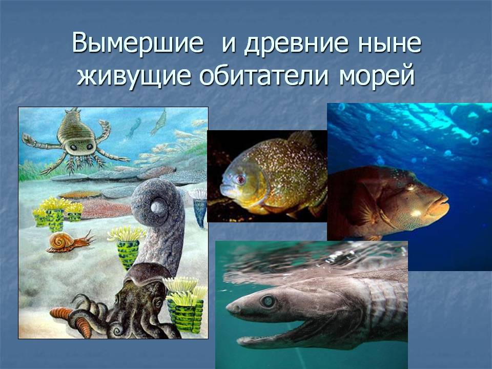 Вымершие и древние ныне живущие обитатели морей
