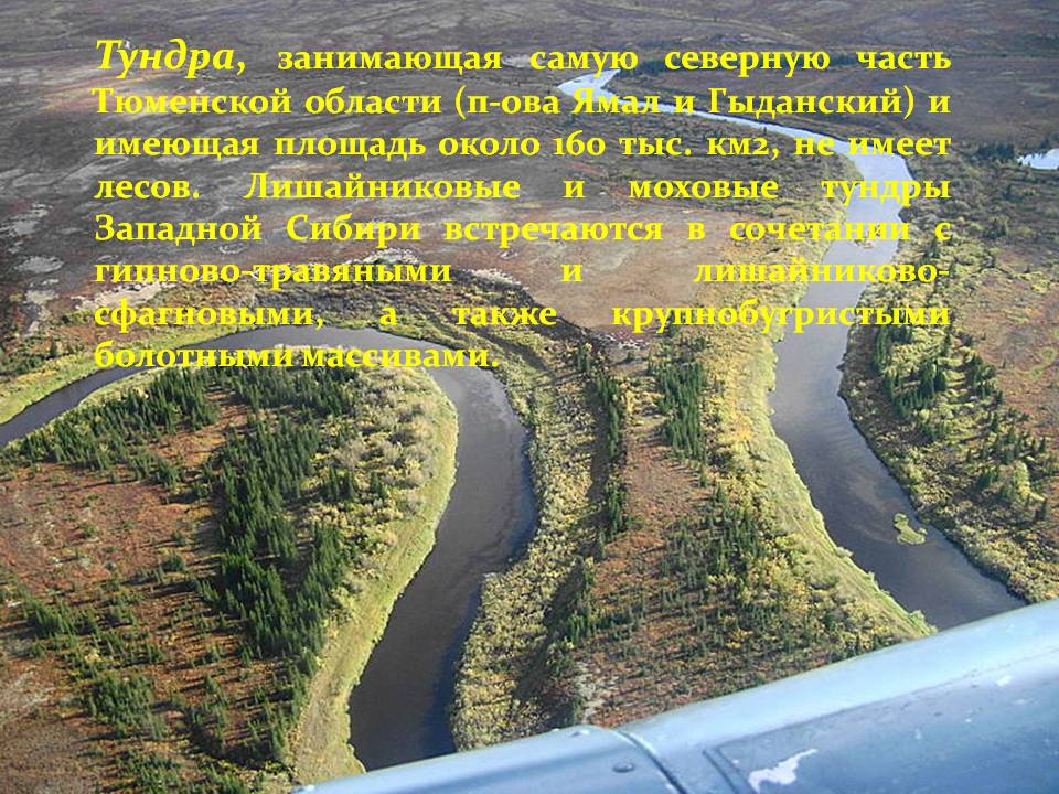 Тундра, занимающая самую северную часть Тюменской области (п-ова Ямал