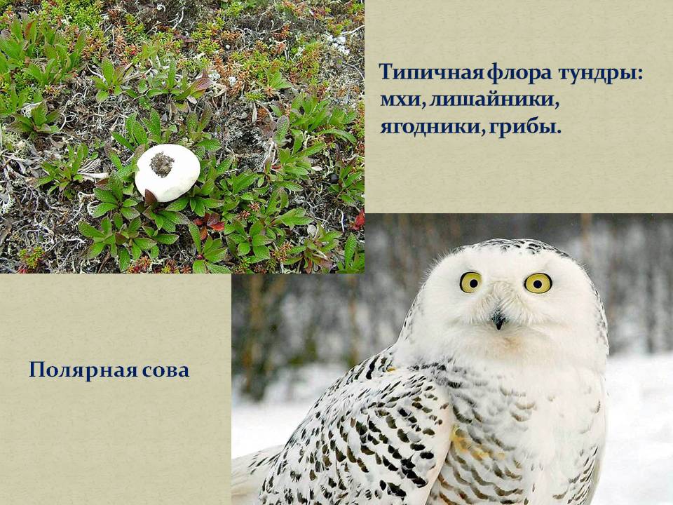 Типичная флора тундры: мхи, лишайники, ягодники, грибы