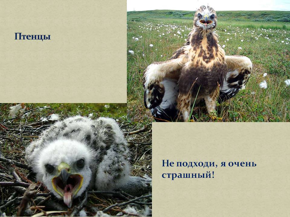 Птенцы