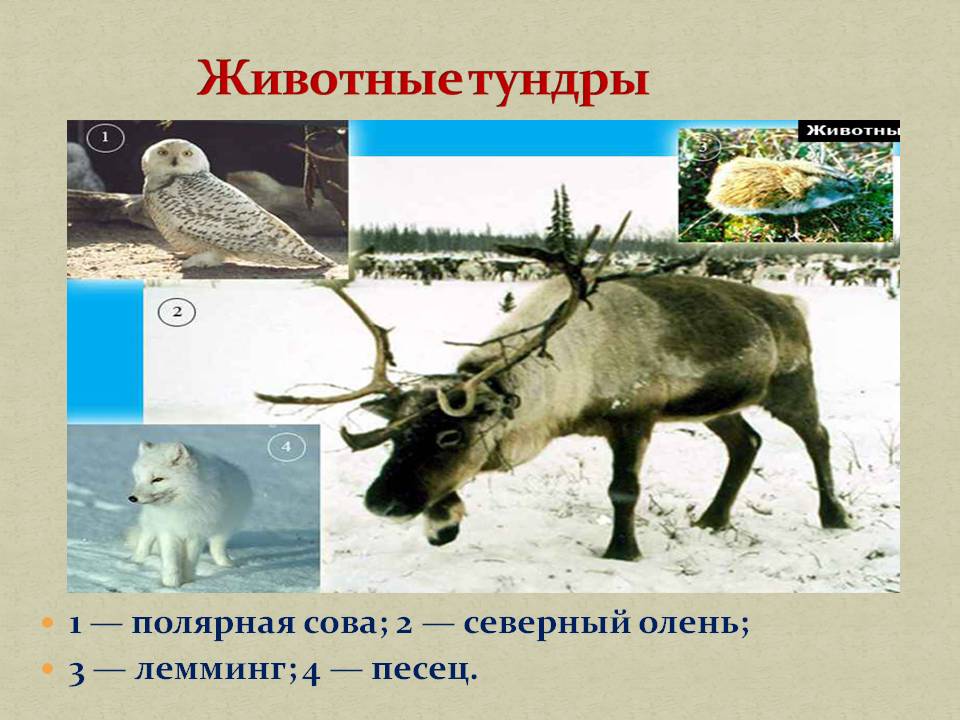 Животные тундры