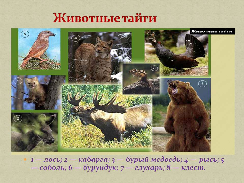 Животные тайги
