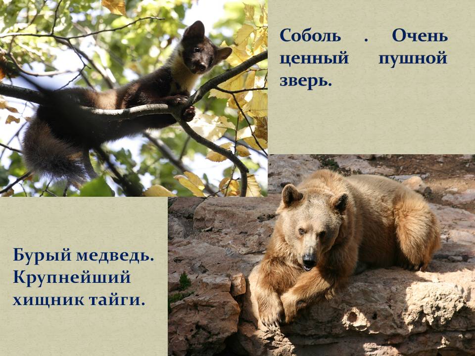 Соболь 